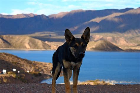 3840x2160 wallpaper | black and tan german shepherd | Peakpx