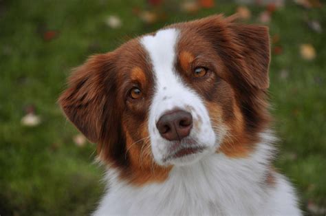 This is Annie.. My red tri Australian Shepherd. She is the best dog I ...