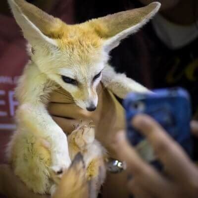 Fennec Fox Care Guide: Essential Tips for Exotic Pet Owners