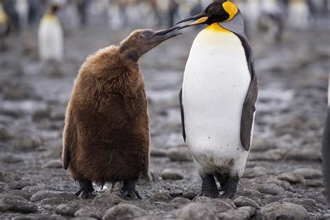 brommel: King penguins