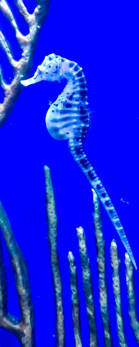 Picture of a pregnant male seahorse | Male seahorse, Under the sea ...