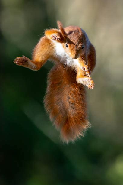 2,900+ Squirrel Jumping Stock Photos, Pictures & Royalty-Free Images - iStock