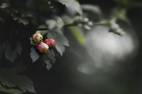 Lichtblick ... Foto & Bild | wald, licht, natur Bilder auf fotocommunity