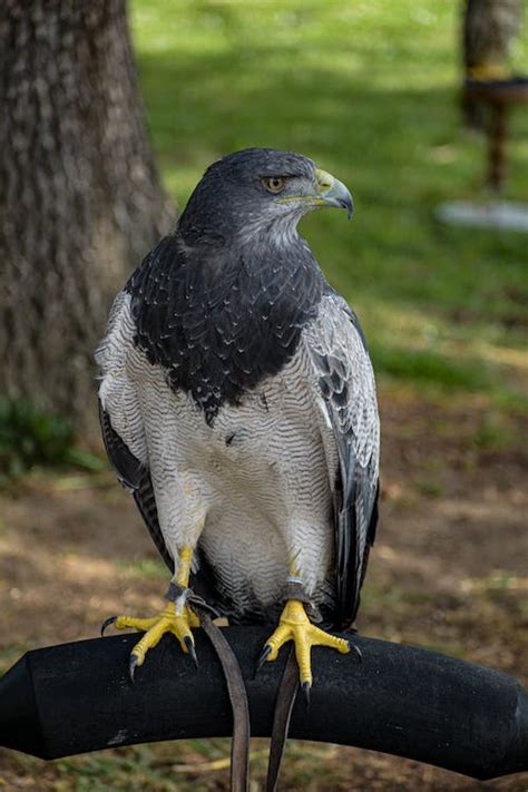 Close-Up Shot of an Eagle · Free Stock Photo