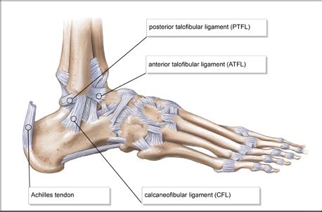 Anterior Talo-Fibular Ligament (ATFL) - Physiopedia