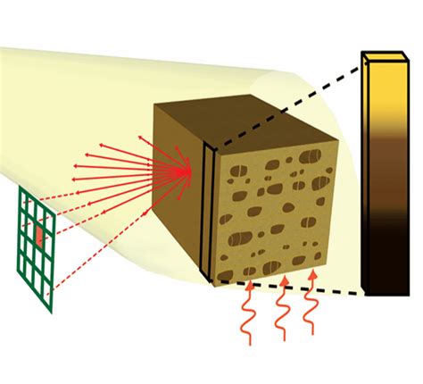 Seeing the wood for the trees: A new technique for the study of biomass ...