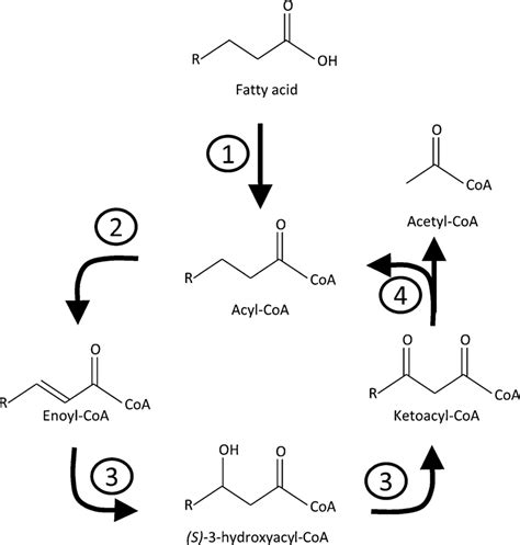 The fatty acid β-oxidation cycle catabolizes acyl-CoA molecules to... | Download Scientific Diagram