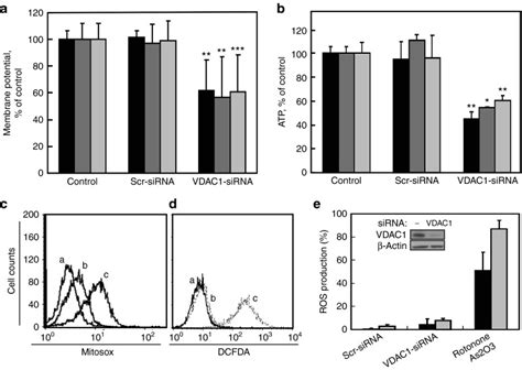 Decreased mitochondrial membrane potential and cellular ATP levels in ...