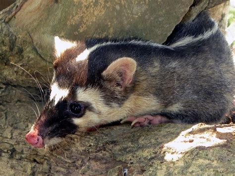 Burmese Ferret Badger | Cute animals, Interesting animals, Ferret