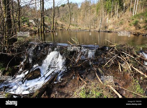 Eurasian beaver, European beaver (Castor fiber), Beaver dam, Netherlands Stock Photo - Alamy