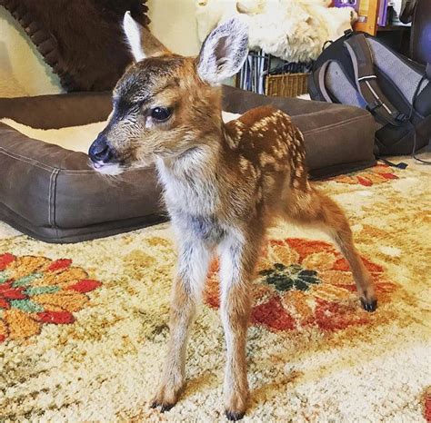 Wildlife officials: Fawn rehomed but serves as cautionary example ...