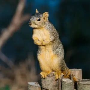 Eastern Fox Squirrel - Facts, Diet, Habitat & Pictures on Animalia.bio