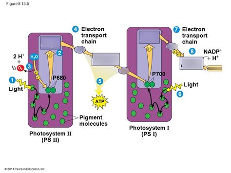 photosystem 1 & 2 Diagram | Quizlet