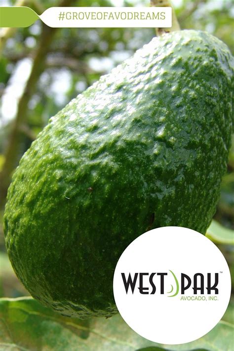 West Pak Avocado | Avocado, Paks, Material