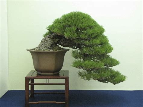 Japanese Black Pine Bonsai Tree Care Guide (Pinus Thunbergii) - Bonsai Tree Gardener