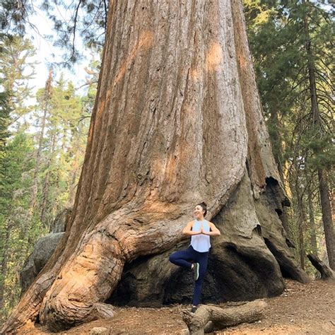 Biggest Tree In The World : World's Tallest Tree is Higher Than Big Ben ...