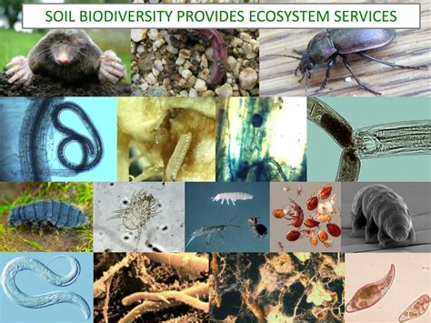 PPT - SOIL BIODIVERSITY PROVIDES ECOSYSTEM SERVICES PowerPoint ...