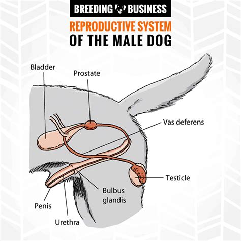 Anatomy Of A Female Dog Diagram