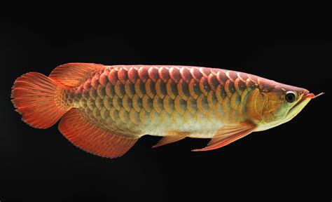 Arowana Fish | Ultimate Guide to Arowana Types & Price - Fish Laboratory