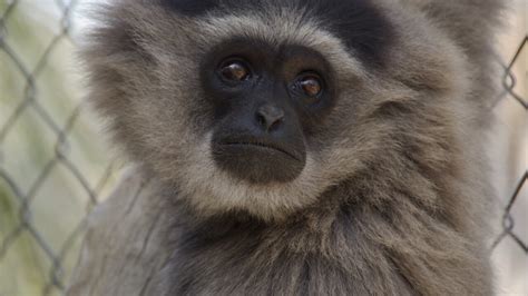 Gibbon Conservation Center no longer making move to the Central Coast