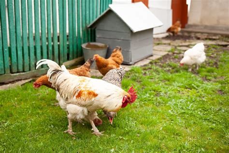 Home Farming: An Inside Look At Keeping Backyard Chickens