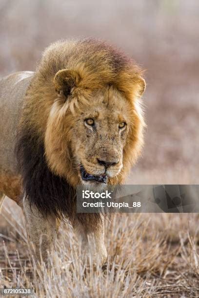 Singa Afrika Di Taman Nasional Kruger Afrika Selatan Foto Stok - Unduh Gambar Sekarang - iStock