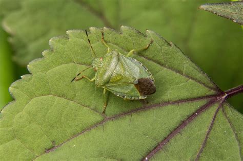 Common Green Shield Bug - Palomena prasina