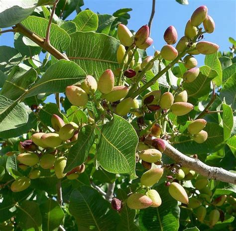 5 Pistachio Nut Tree Pistacia Vera Fruit Red Flowers Seeds | Etsy