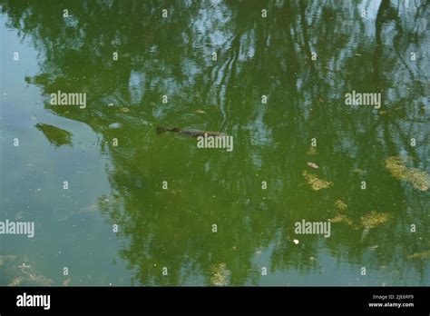 fish swimming in a dirty pond Stock Photo - Alamy