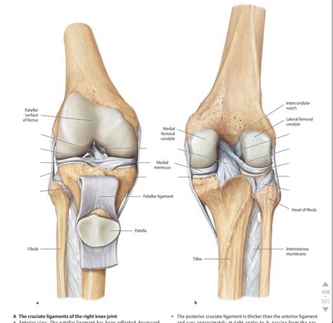 knee Diagram | Quizlet