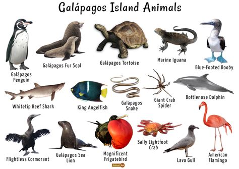 Animals of the Galapagos Islands | Baamboozle - Baamboozle | The Most Fun Classroom Games!