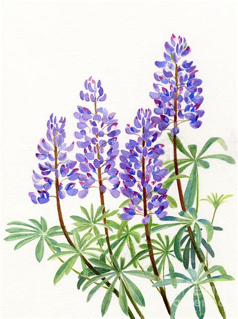 Lupine Drawing at GetDrawings | Free download