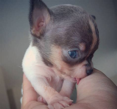 Blue Chihuahuas - Chiwawa Dog