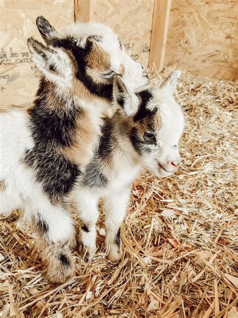 Our Nigerian Dwarf Baby Goats - A Glimmer of Hope on the Farm - Twelve ...