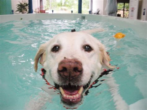 Canine Hydrotherapy | Animal Wellness Guide