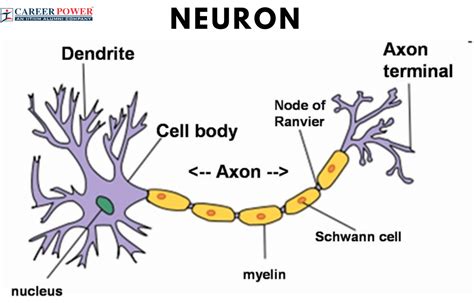 Neuron Definition, Function, Parts and Diagram