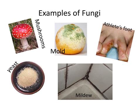 PPT - Protists and Fungi Chapter 3 book A PowerPoint Presentation, free ...