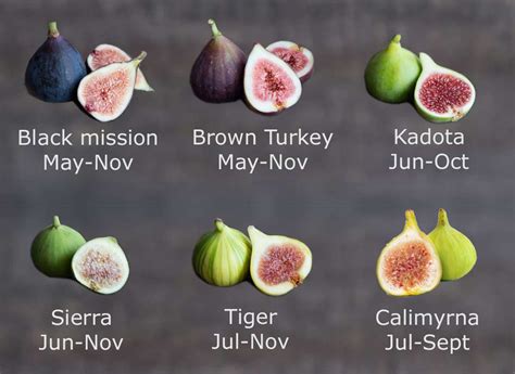 Fig Fruit