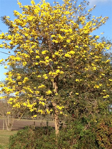 Tabebuia Trees (Yellow Trumpet Trees) | Bloomingdale, FL Patch