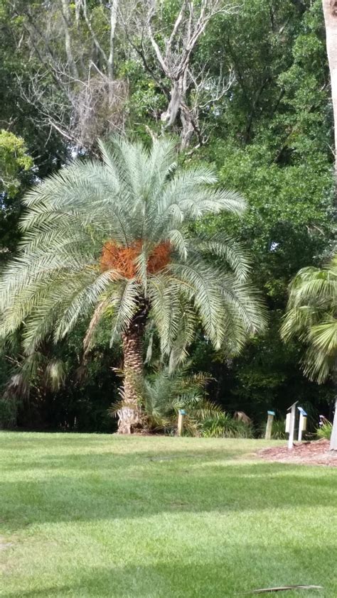 Sylvestris Silver Date Palm – Tree Farm & Nursery