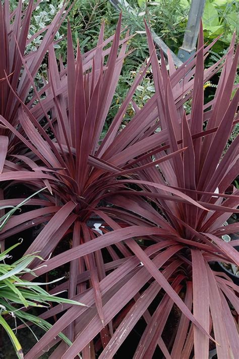 Buy Red Star Cordyline Plant For Sale Online From Wilson Bros Gardens