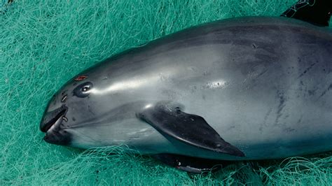 Before Vaquitas Vanish, a Desperate Bid to Save Them - The New York Times