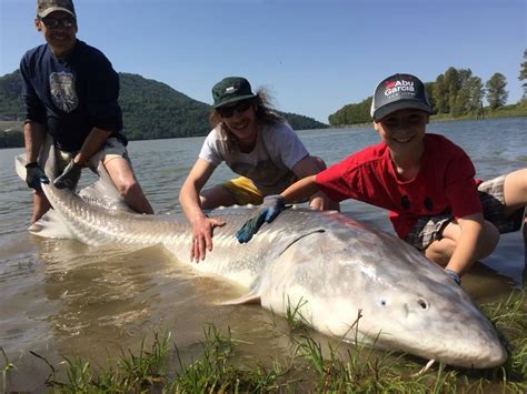 giant Fraser river White Sturgeon caught fishing May 8, 2015 @ Mission ...