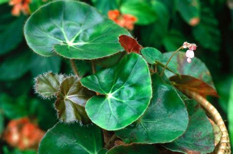 Begonia Beefsteak: How To Grow And Care For It