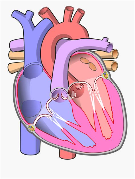 Clip Art File Diagram Of The - Human Heart Without Labels , Free Transparent Clipart - ClipartKey