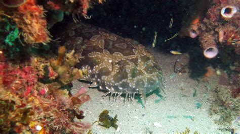 Shelly Beach dive site, Manly, Sydney, NSW