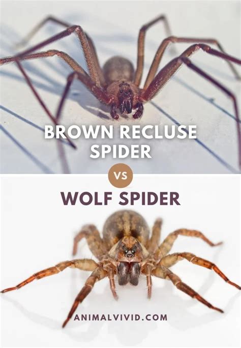 Brown Recluse Vs Wolf Spider: 7 Differences & Facts