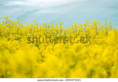 Sea Rapeseed Flowers Jeju Island Korea Stock Photo 1094471015 | Shutterstock