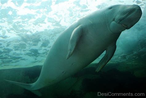 Dugong Eating - Desi Comments