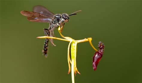 Deceptive orchids: luring wasps for pollination - Australian Geographic